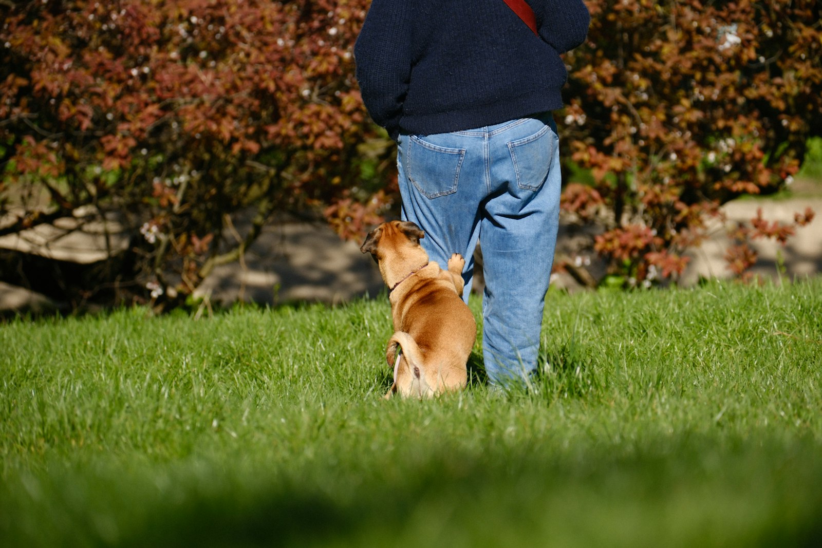 Dog Training in Novato: How to Choose Training That Fits Your Dog